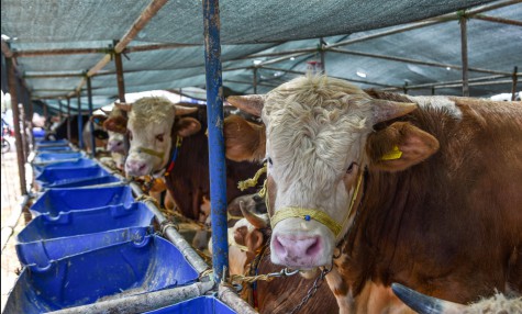 Yem Maliyetlerini Düşürmenin 10 Yolu