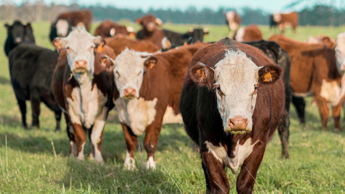 Türkiye 2026'da 450 Bin Baş Sığır ve 70 Bin Ton Et İthal Edecek