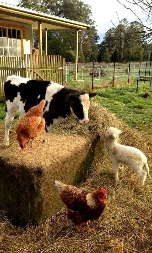 2026 Hayvancılık Destekleri Belli Oldu: 5 Milyon TL'ye Kadar Kredi İmkânı