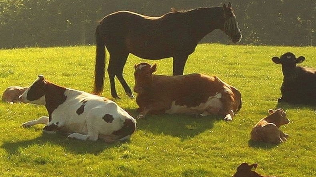 2026 Hayvancılık Destekleri Belli Oldu: 5 Milyon TL'ye Kadar Kredi İmkânı