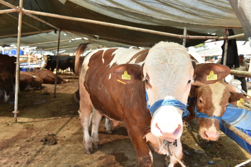 2025 Büyükbaş ve Küçükbaş Fiyatları Belirlendi