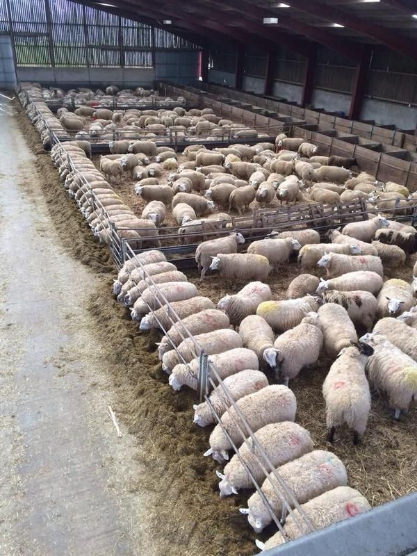 TÜRKYED: Küçükbaş Hayvancılıkta Hedef 90 Milyon Baş