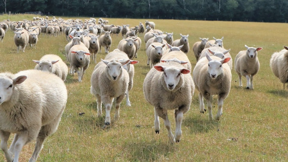 100 Koyun Projesi Yeniden Sahnede: TİGEM'den 150 Bin Baş Küçükbaş Dağıtılacak
